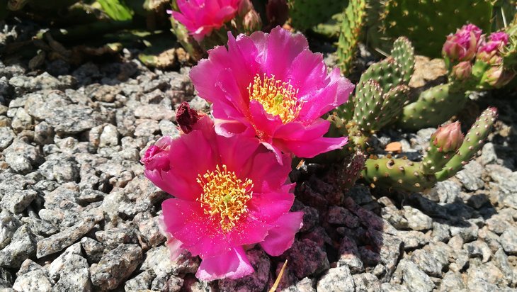2018 05 25 Opuntia aurea x. Pony-min.jpg