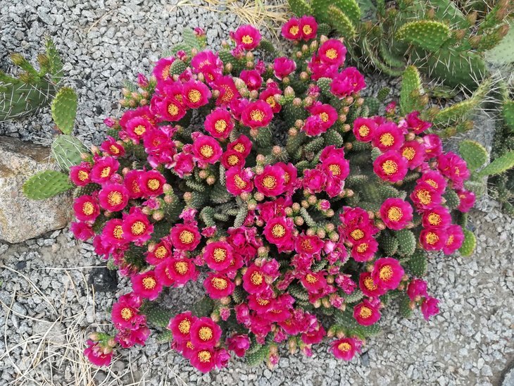2018 05 26 Opuntia fragilis cv Freiberg-min.jpg