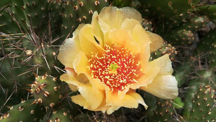2018 05 26 Opuntia fragilis-min.jpg