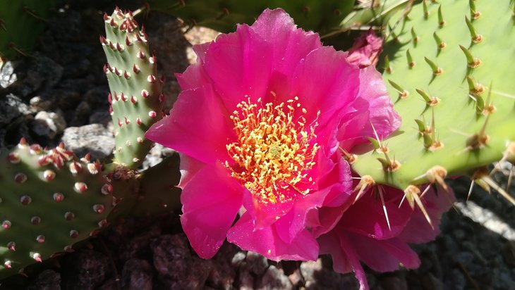 2018 05 27 Opuntia aurea x Pony (2)-min.jpg