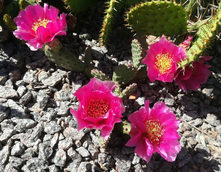 2018 05 27 Opuntia aurea x. Pony-min.jpg