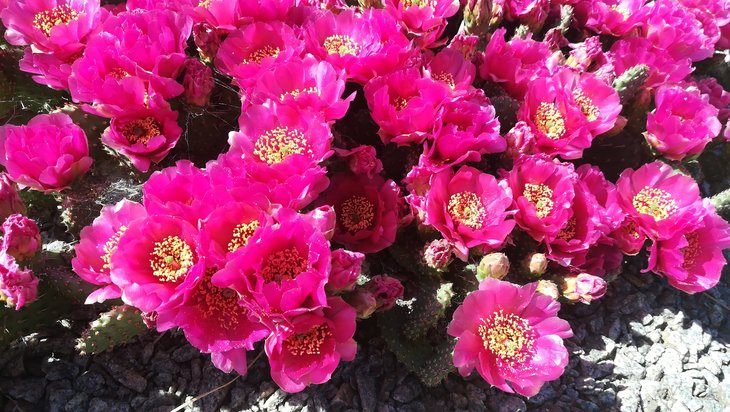 2018 05 27 Opuntia fragilis cv Freiberg-min.jpg