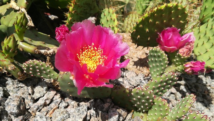 2018 05 29 Opuntia aurea x Pony-min.jpg