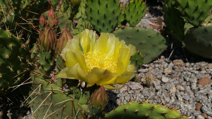 2018 05 29 Opuntia phaeacantha v. camanchica (3)-min.jpg