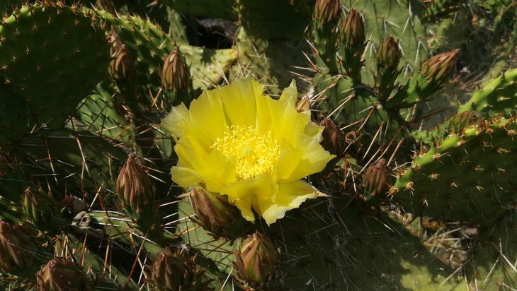 2018 05 29 Opuntia phaeacantha v. camanchica-min.jpg