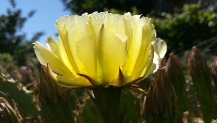 2018 05 30 Opuntia phaeacantha v. camanchica (6)-min.jpg