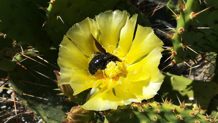 2018 05 30 Opuntia phaeacantha v. camanchica-min.jpg
