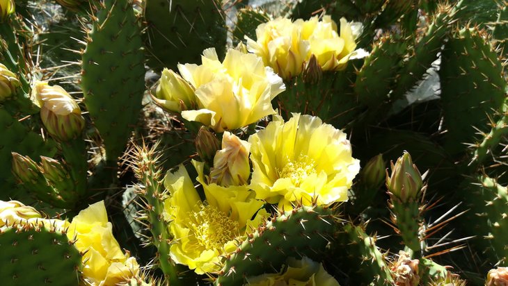 2018 06 02 Opuntia phaeacantha v. camanchica (4)-min.jpg