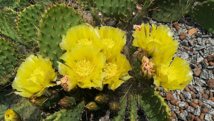 2018 06 02 Opuntia phaeacantha v. camanchica (12)-min.jpg