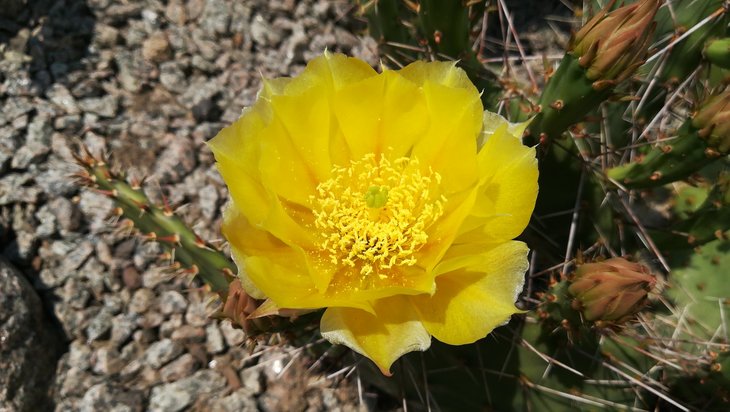2018 06 03 Opuntia camanchica-min.jpg