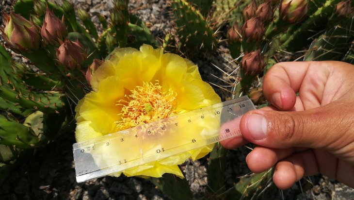 2018 06 03 Opuntia macrorhiza (4)-min.jpg