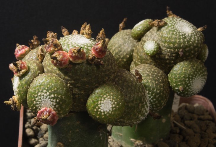 Blossfeldia sucrensis, KK1704, растение от Виталия Широкоступа