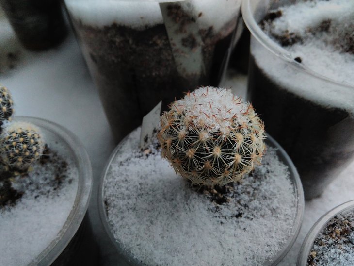 Pediocactus simpsonii