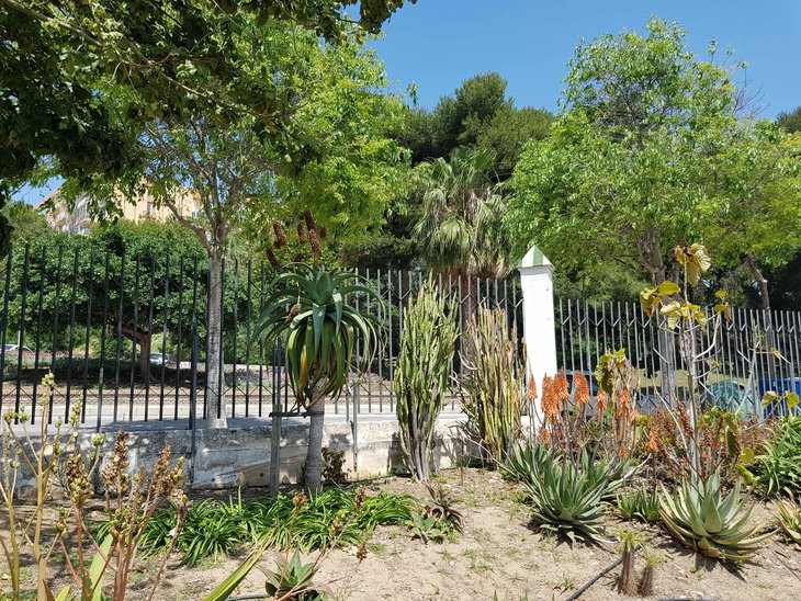 -Aloe 4.jpg