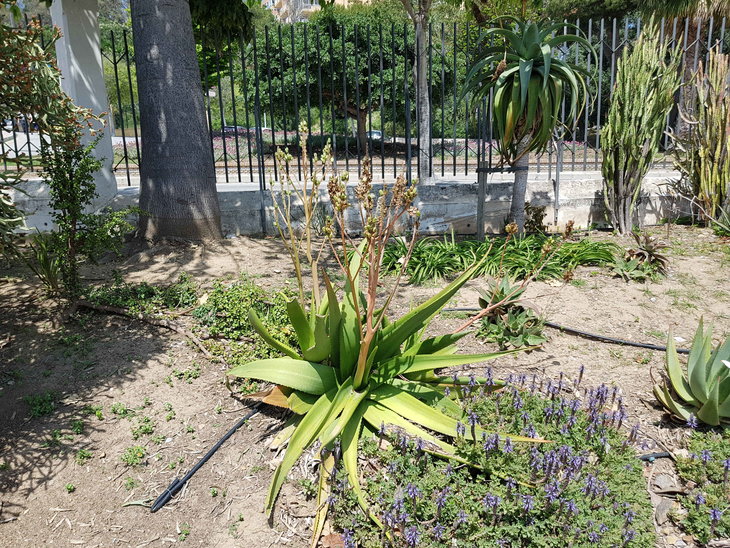 -Aloe 5.jpg