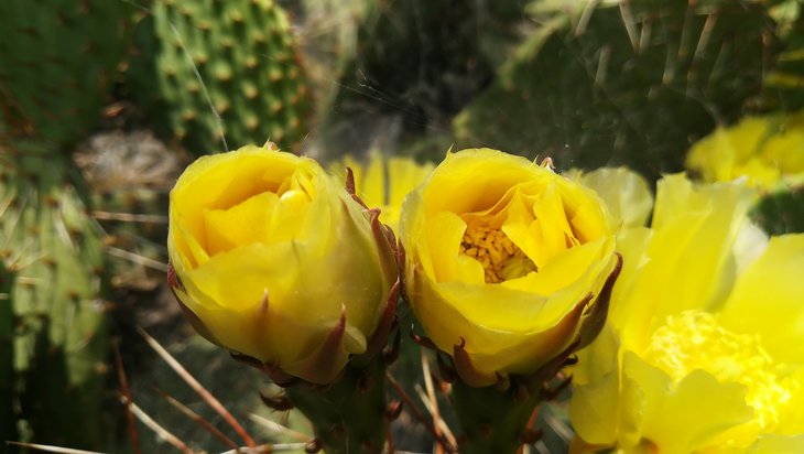 2018 06 03 Opuntia phaeacantha v. camanchica (2)-min.jpg