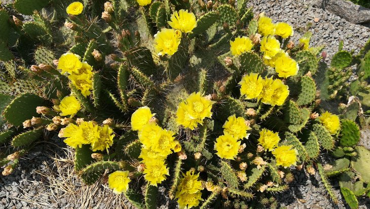 2018 06 03 Opuntia phaeacantha v. camanchica (4)-min.jpg