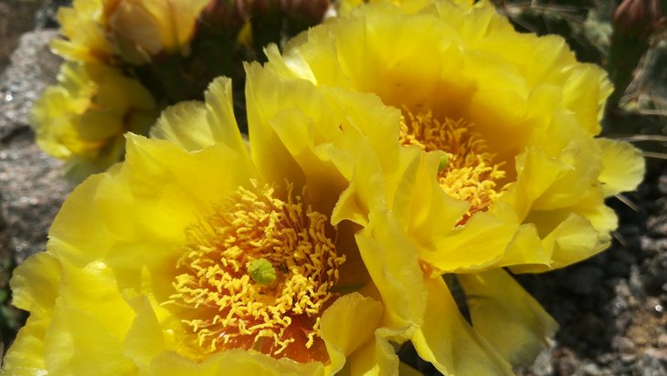 2018 06 04 Opuntia macrorhiza (2)-min.jpg