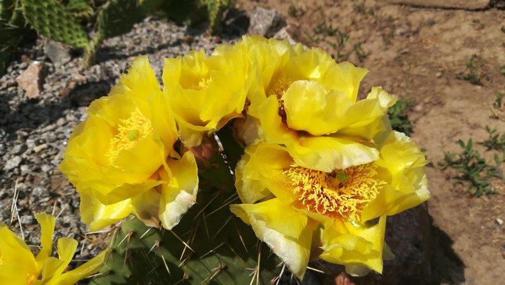 2018 06 04 Opuntia macrorhiza (3)-min.jpg