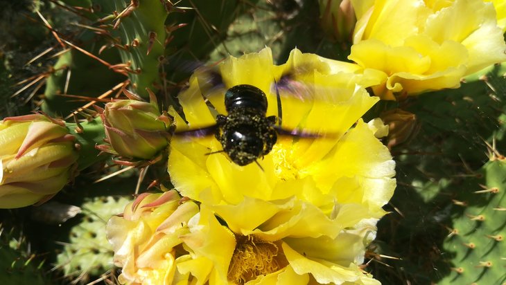 2018 06 04 Opuntia phaeacantha v. camanchica (3)-min.jpg