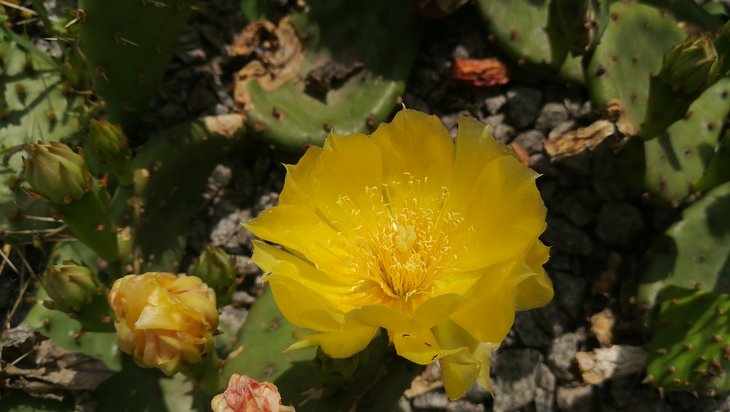 2018 06 04Opuntia humifusa-min.jpg