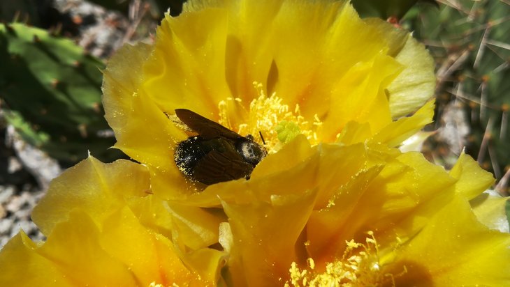 2018 06 06 Opuntia camanchica-min.jpg