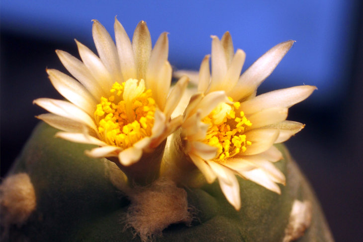 Lophophora alberto-vojtechii
