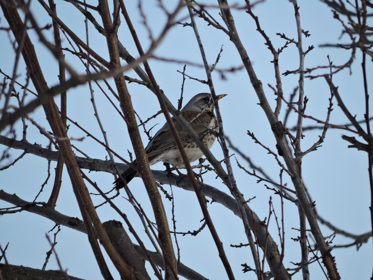 Чикотень (Turdus pilaris)