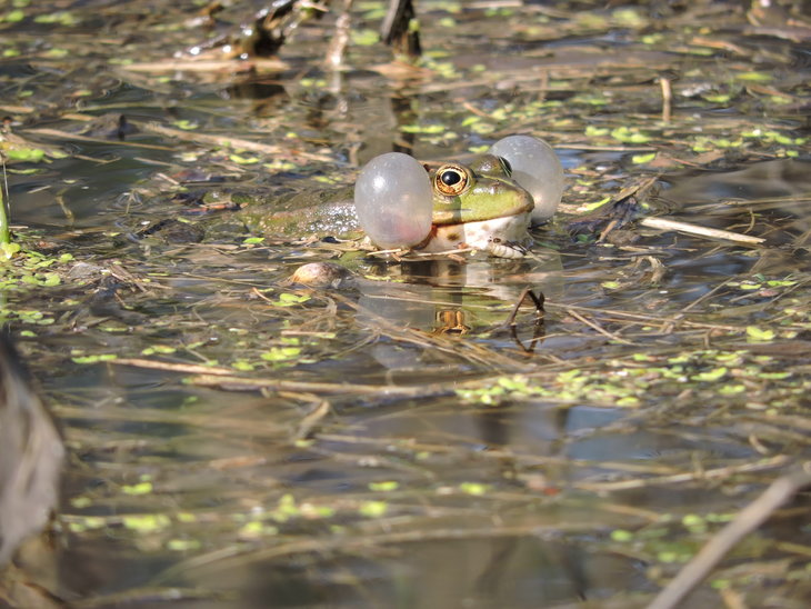Жаба озерна (Pelophylax ridibundus)