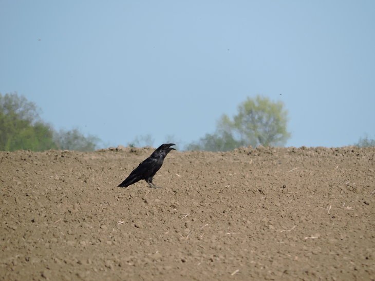 Крук (Corvus corax)