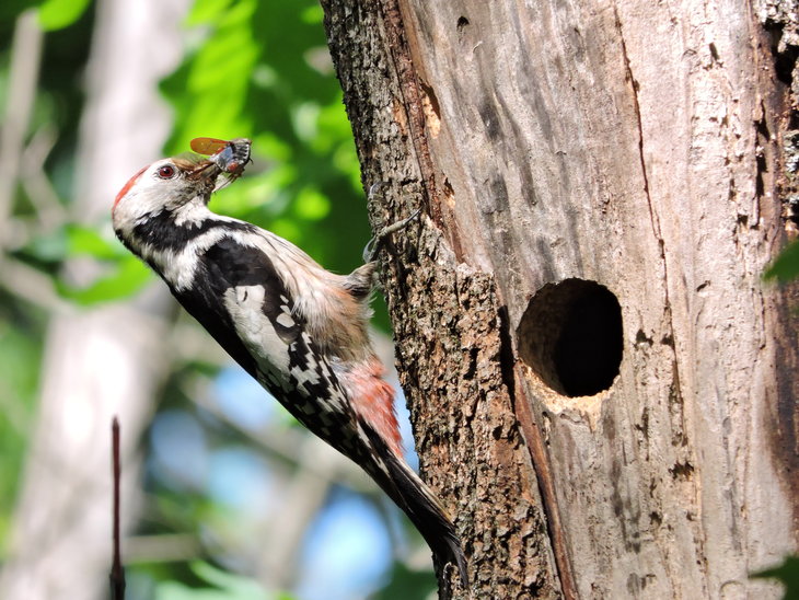Дятел середній (Dendrocopos medius)