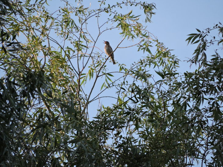 Дрізд співочий (Turdus philomelos) за роботою