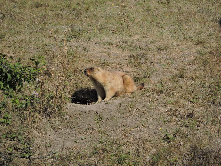 Бабак степовий (Marmota bobak)