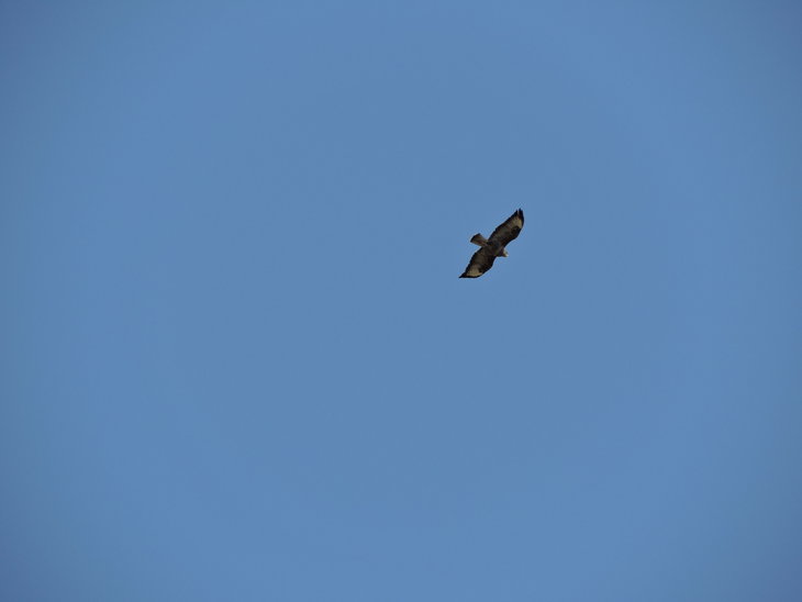 Канюк звичайний (Buteo buteo)
