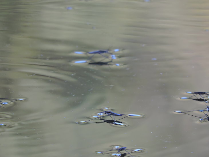 Водомірка ставкова (Gerris lacustris)