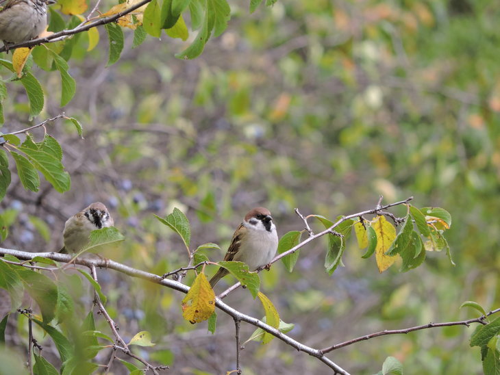 Горобець польовий (Passer montanus)