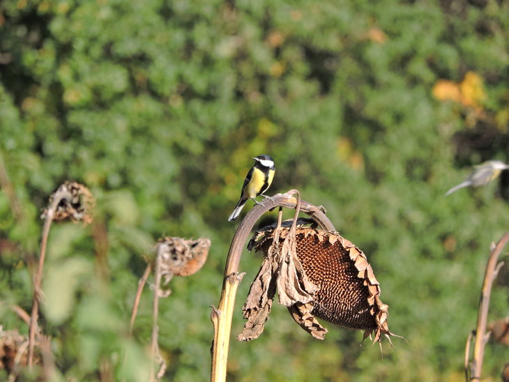 Синиця велика (Parus major)