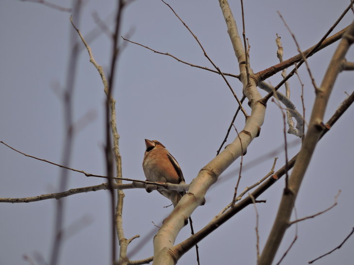 Костогриз (Coccothraustes coccothraustes)
