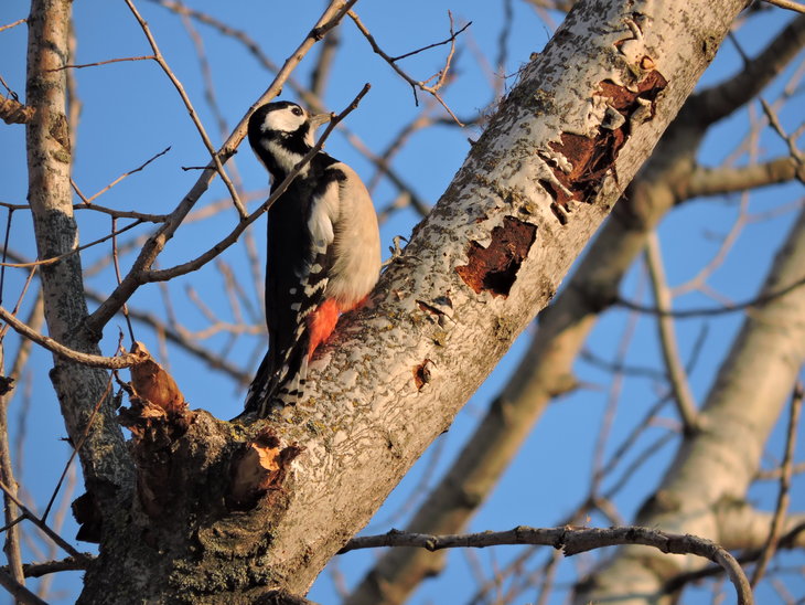 Дятел звичайний (Dendrocopos major)