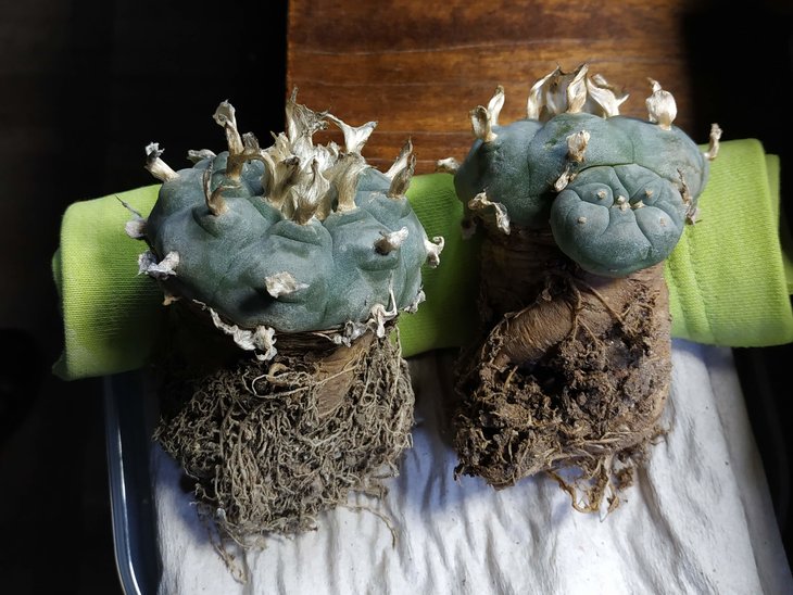 L. williamsii После.