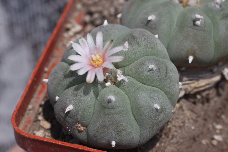Lophophora williamsii, La Soledad (NL)
