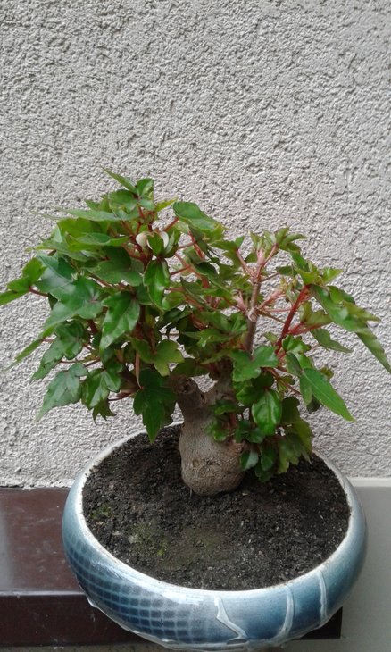 20180922_141705.jpg