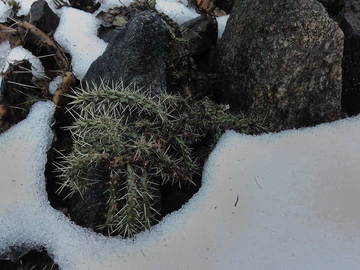 C. whipplei