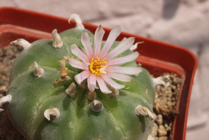 Lophophora williamsii, южная форма