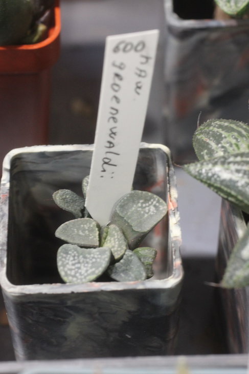 Haworthia groenewaldii
