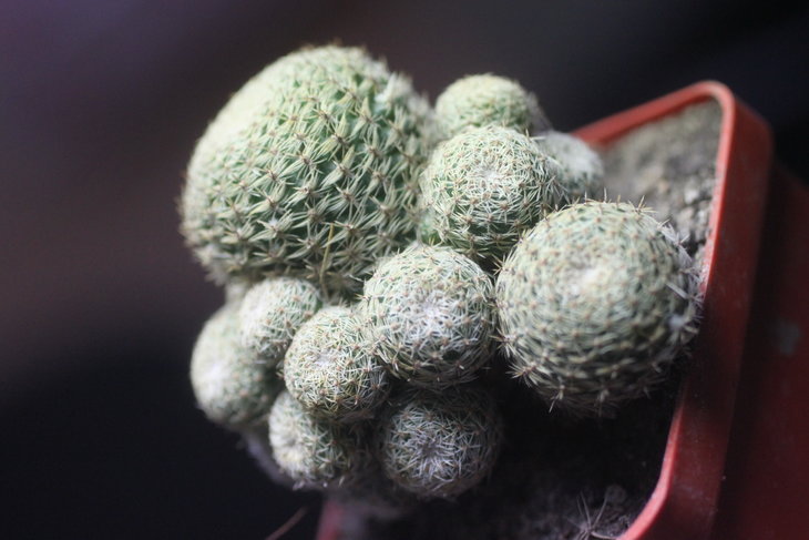 Aylostera heliosa v. condorensis