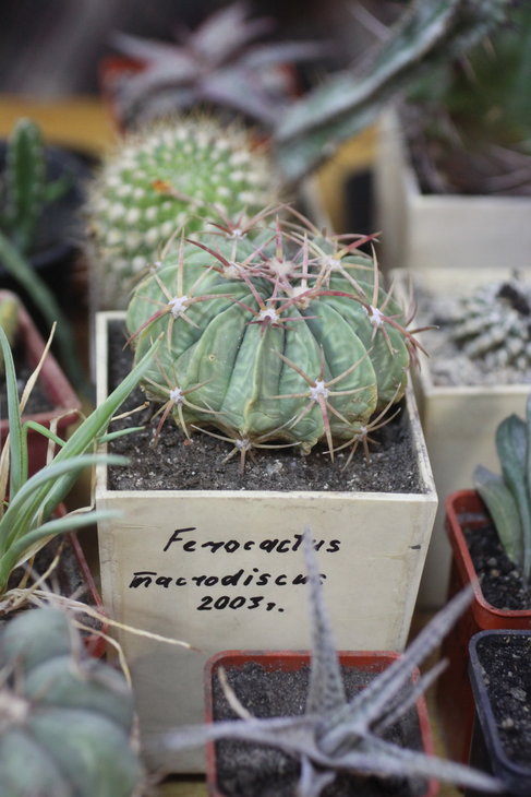 Ferocactus macrodiscus