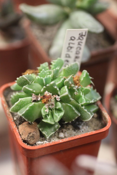 Faucaria albidens