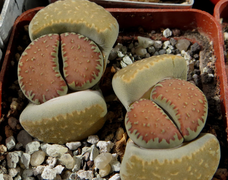 villetii ssp. kennedyi