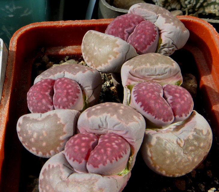 Salicola Bacchus